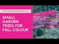 How to choose small garden trees for autumn color - plus planting tips