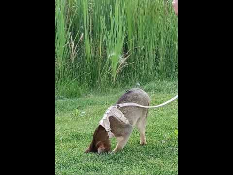 Something Is In The Pit L