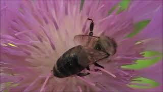 #Футаж.  Пчела на васильке подбеленном/ #Footage. A bee on a persian cornflower