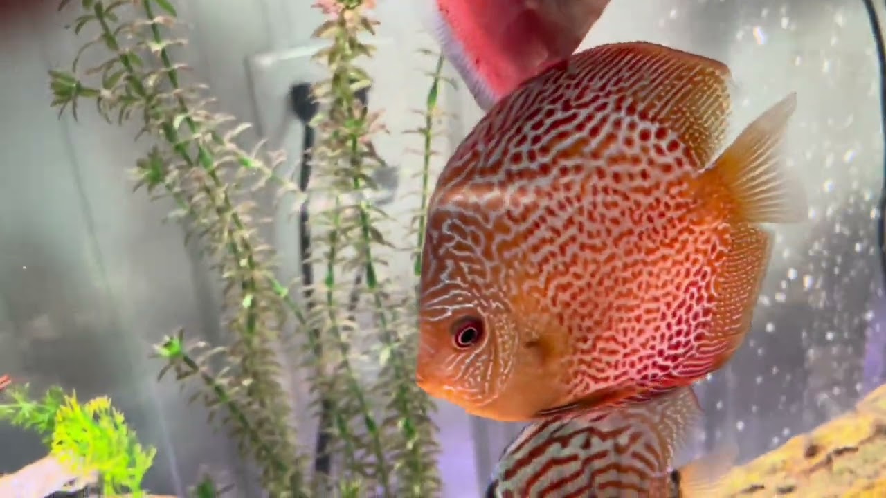 Feed THIS To Your Discus For Insane Colors