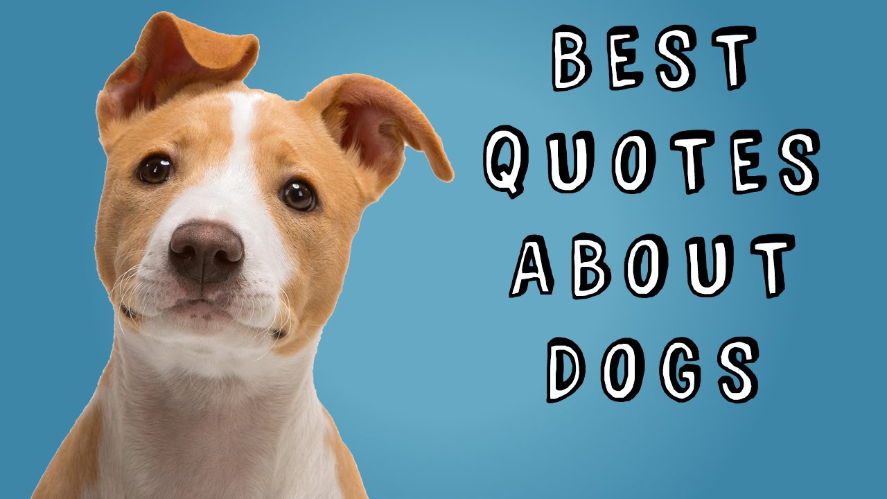 Best Quotes About Dogs YouTube