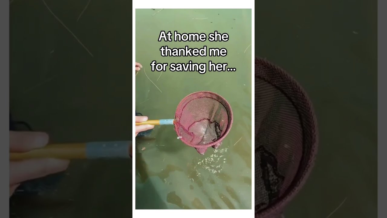 I Saved A Sea Horse Wholesome Animals