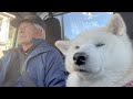 会話はないが心は繋がっている柴犬とじいちゃんのドライブ