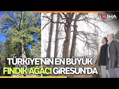 Anıt Ağaç Olmaya