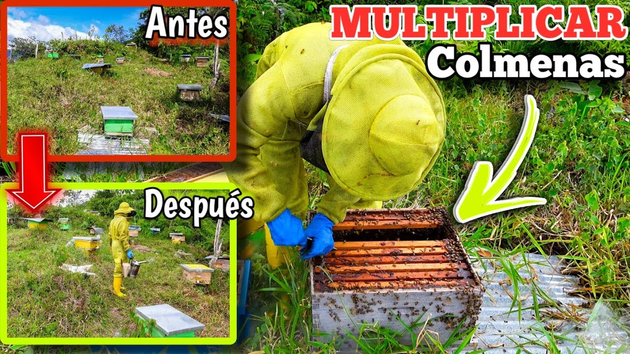 ✅ Cómo Hacer Núcleos para Introducir Reinas Fecundadas 👑🐝