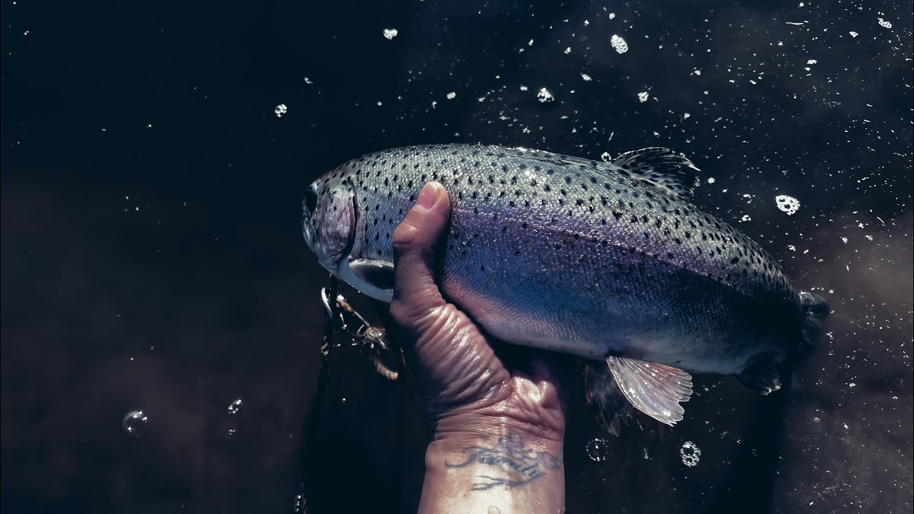 Trout Fishing / Derby YouTube