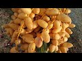 palm 🌴🌴 Khajur video Dubai mein#shorts#short#YouTube