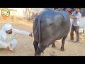 👍Trailer Video 👍(Milk 25+) Excellent #Buffalo and #Sahiwal Cow of Virender (9017080030)👍