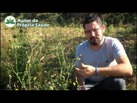 Vídeo: Flor de serralha: como cultivar plantas de serralha