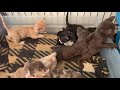 Minskin kittens learning how to play. の動画、YouTube動画。