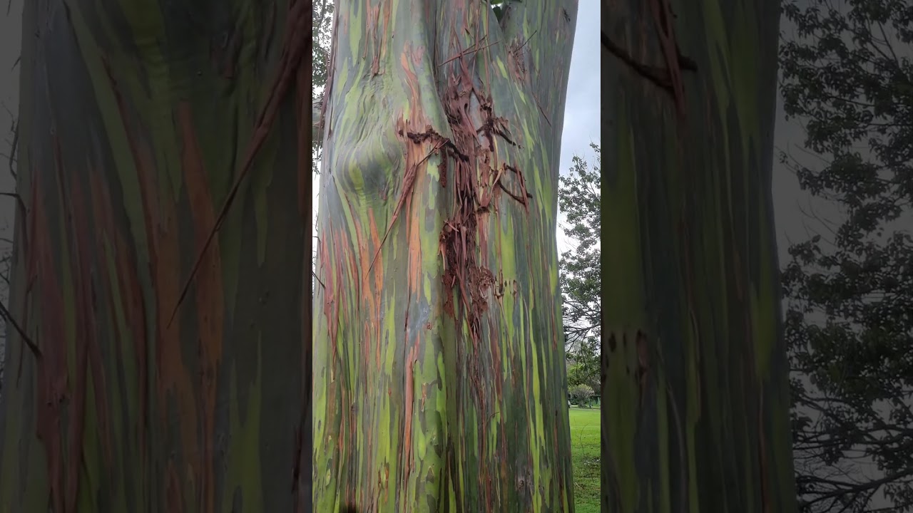 Rainbow Eucalyptus, 