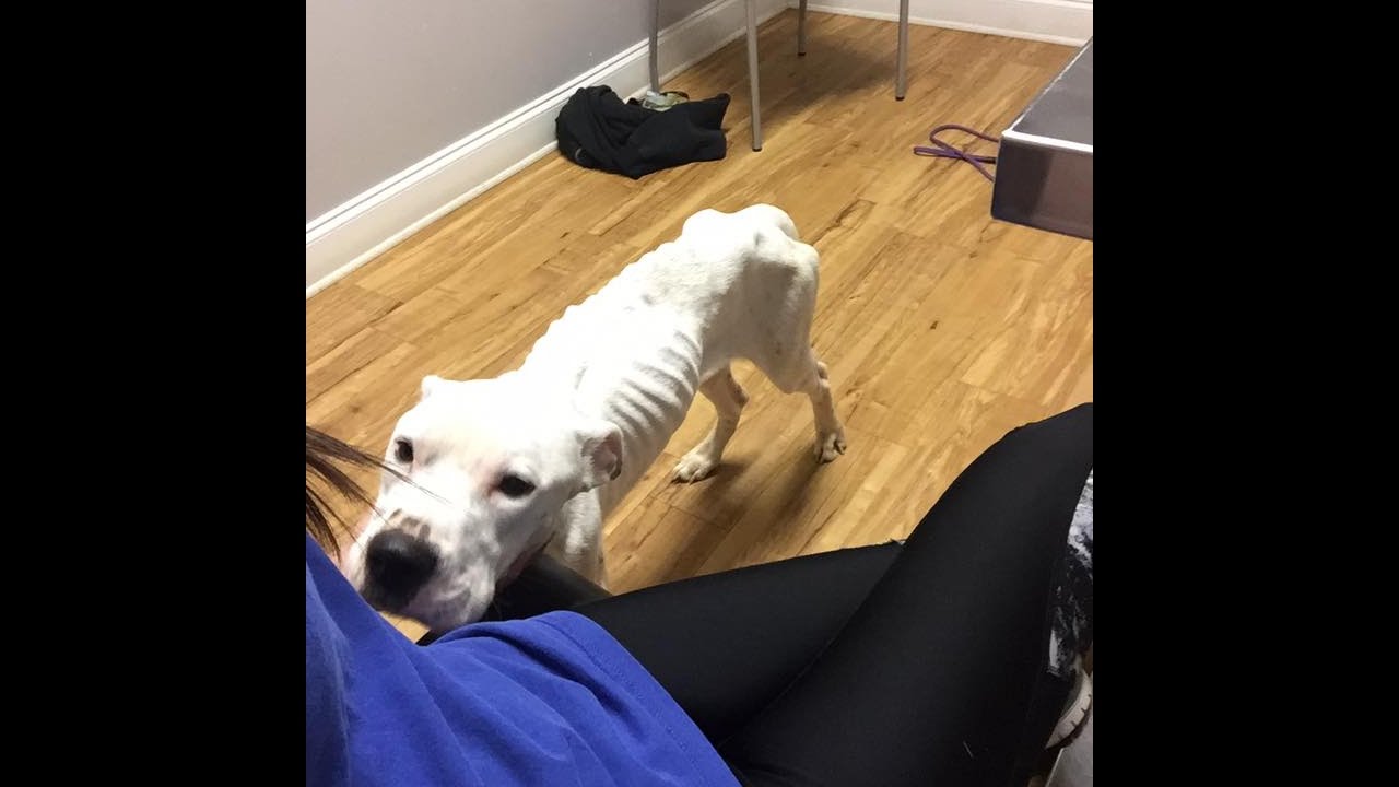 video editing software free Lucky