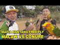 MAFIA NANTANG FREE FLY - BURUNG MACAW VS CONURE