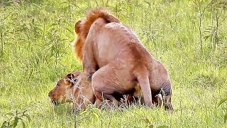 Wild Lions Mating in Africa! Video