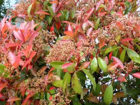 Атанас Стоев Искренско хоро