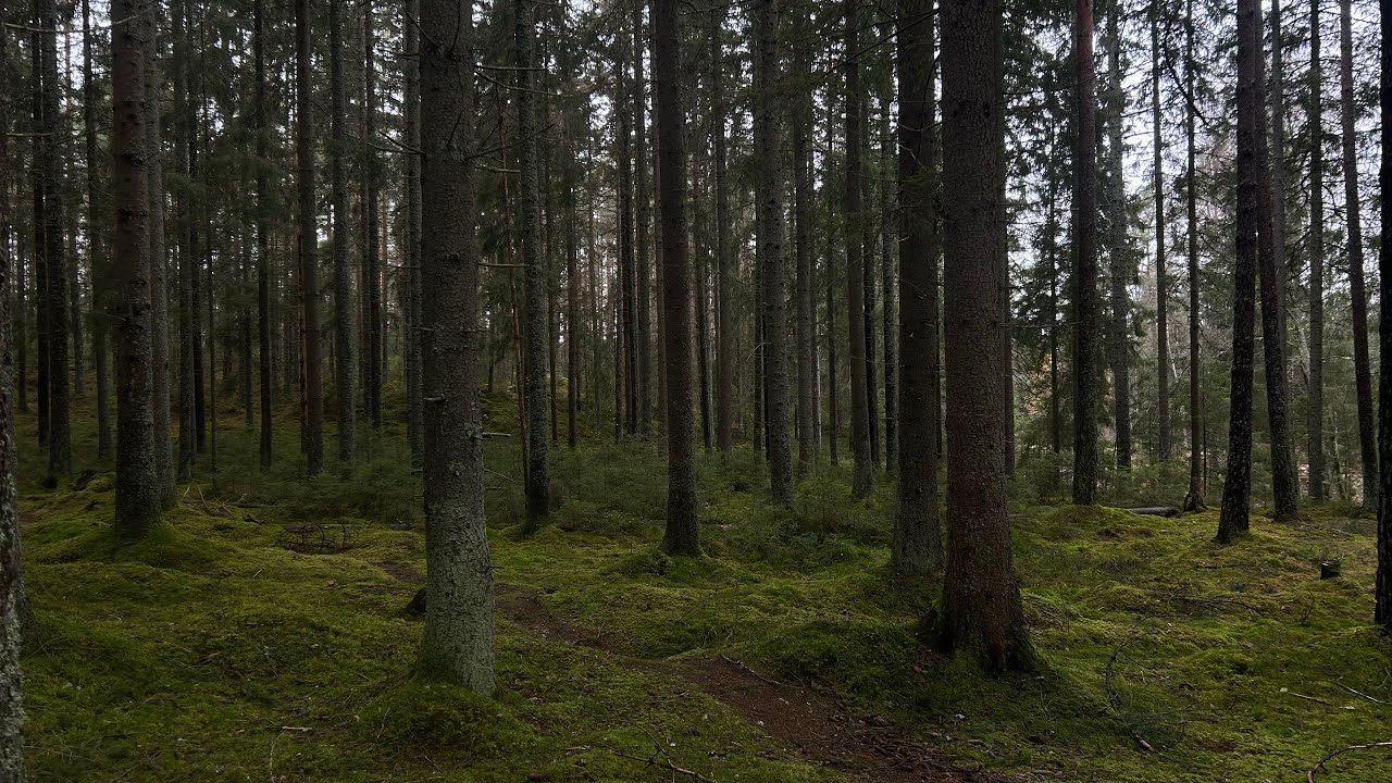 moving to Sweden💛: two months of nature, insanity, parties and happiness