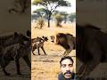 लकड़बग्घा Vs शेर 🐆🦁#lion #lionking #hayna #tiger #animals #zoo #greenscreen #shorts