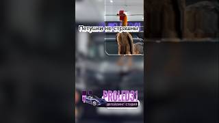 👉 «Петушки снова царапают машины? 🐓🚗Наша защитная плёнка им не по зубам.Записывайся на оклейку🔥✔️