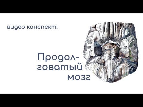 Продолговатый мозг#ЦНС#анатомия