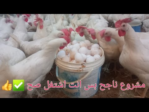 دراسه جدوى لمشروع تربية الفراخ البياض بعد نزوول اسعار البيض المشروع ناجح ولا فاشل بصراحه 2025