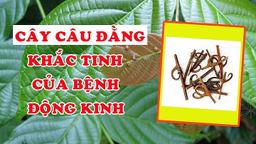Cây câu đằng - Khắc tinh của bệnh động kinh và chứng co giật