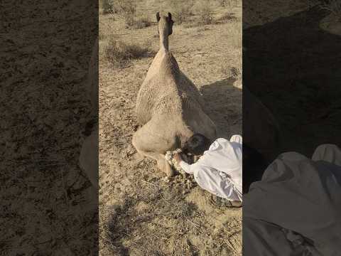 طفل صحراوي يمنح أتنته الدفء لم ا اشتد عليها البرد فارتاحت بسكون وحنان