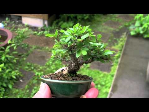 ニレケヤキc にれけやき 楡欅 雑木盆栽の販売と育て方 作り方 Bonsai Tree Youtube