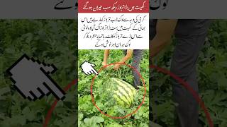 Farmer Cuts Giant Watermelon#islamicvideo#trending#islamicquotes#viralvideo#amazing#news#viral Wealth