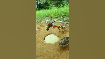 Survival New Create Bird Trap #Quail Trap #video shorts