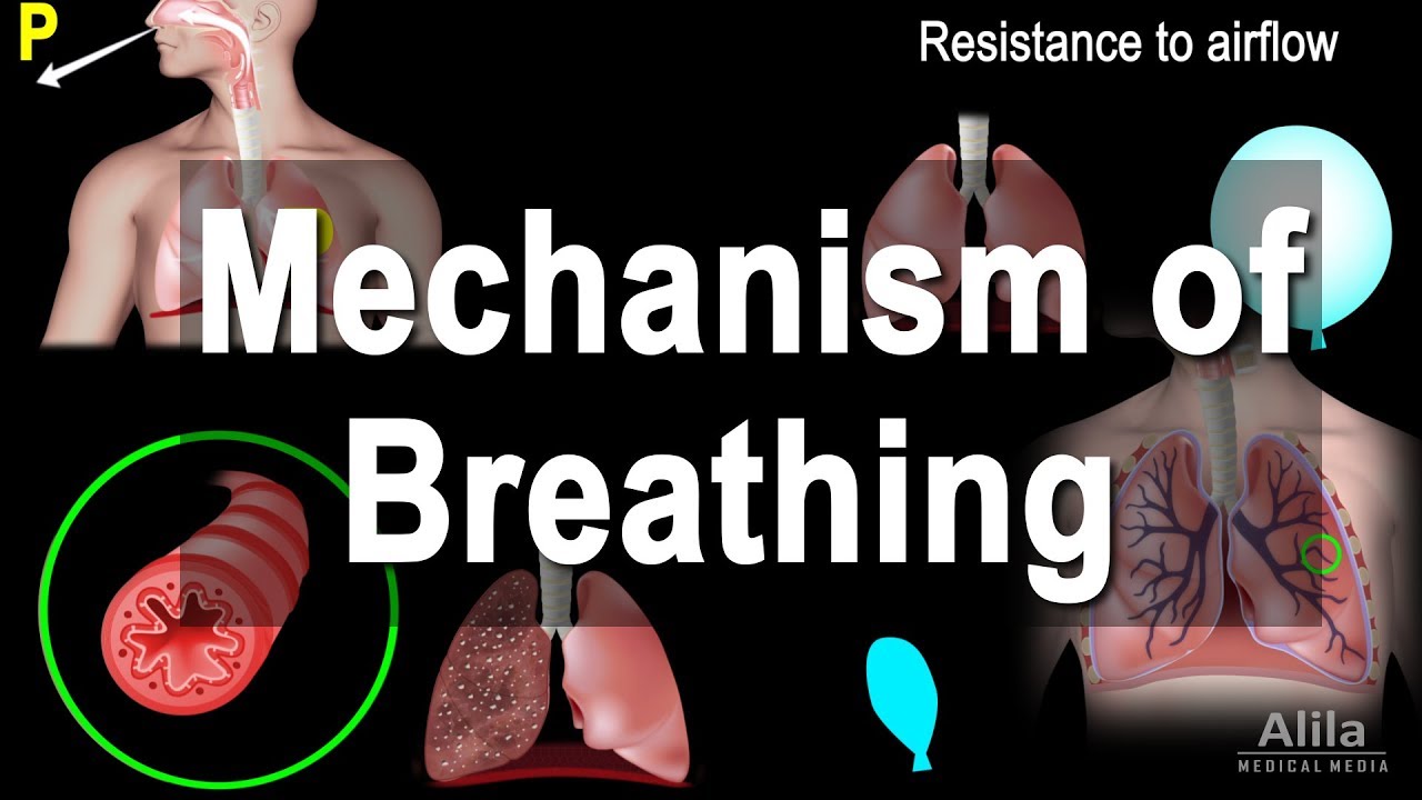 Mechanism of Breathing, Animation - YouTube
