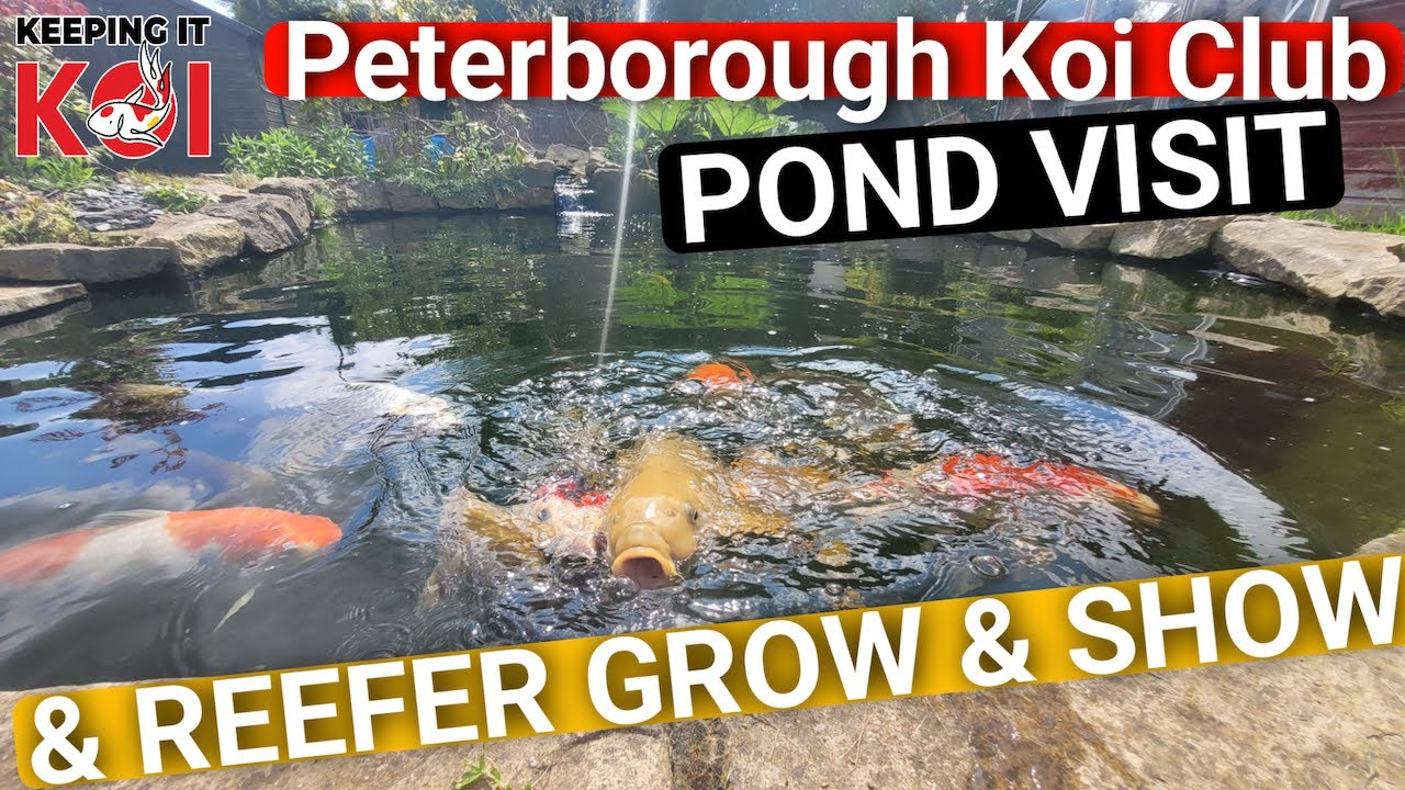 Peterborough Koi Club Pond Visit & My Reefer Grow & Show Goshiki YouTube