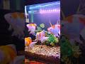 My Fancy GoldFish#aquarium #fishhopper #goldfish  #fintasticaquarium