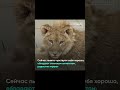 В крымском сафари-парке «Тайган» познакомили друг с другом трех спасенных львят.