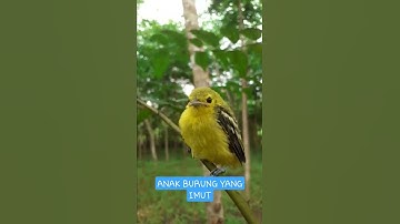 Anak burung cipoh/sirtu yang imut #Shorts #anakanburungsirtucipau