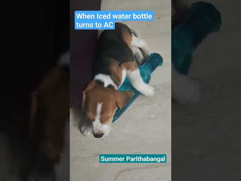 Leo Puppy's Summer Sothanaigal  #beagle #beaglepuppy #shorts