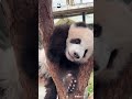 Panda Quiz Time! Is This Jia Jia Or De De? | iPanda #shorts #HKpanda