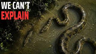 Nothing About the Largest Snake on Earth Is Normal... Nature’s Strangest Biology!