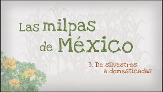 3.- Las milpas de México, de silvestres a domesticadas
