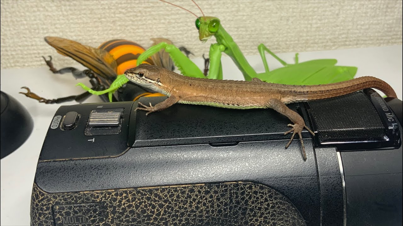 If you put a pet lizard on a dead camera - YouTube