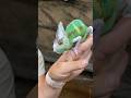 Beautiful Special Pied Chameleon😍 #beautiful #animals #amazing #shorts #video #wow #cute