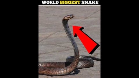 World Biggest Snake 🐍