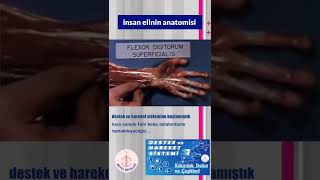 İnsan Elinin Anatomisi