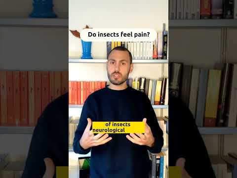 Do insects feel