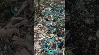 Hurricane Helene Aftermath Effects Of Saler On The Garden