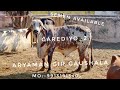 New Gir Bull Garediyo_2| ARYAMAN GIR GAUSHALA