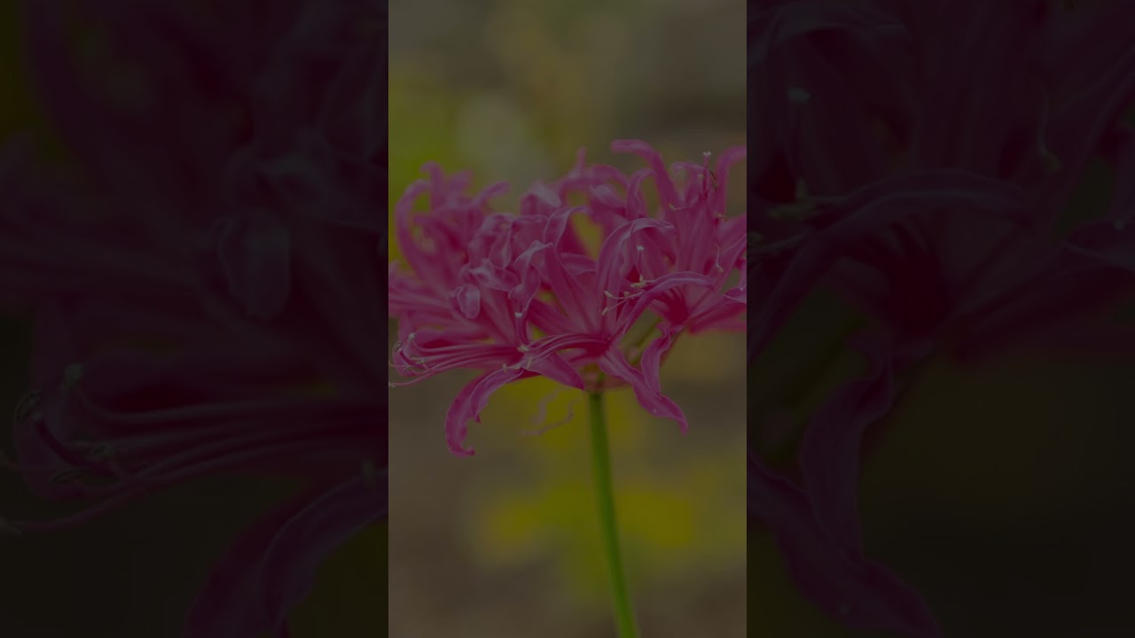 【10月13日 花言葉】ちゃんと覚えていてね。
