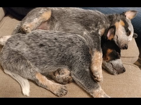 australian-cattle-dog/blue-heeler-puppies-playing-being-cute-their-1st-6-months-with-us!