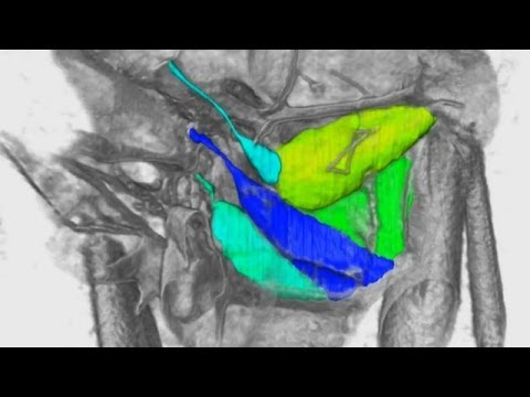 Video: ¿Los insectos tienen músculos?