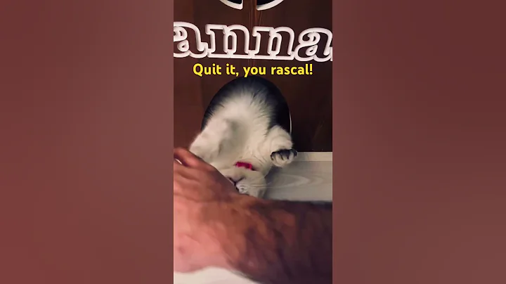 Watch the video about #british #cat #kitten #shorthair #cute #silver #hannah