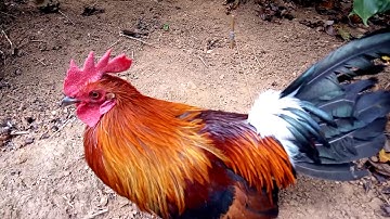 Gà f1 lập công lần thứ 3 - qaib qus txuam 1 dib tau tus 3 lawm